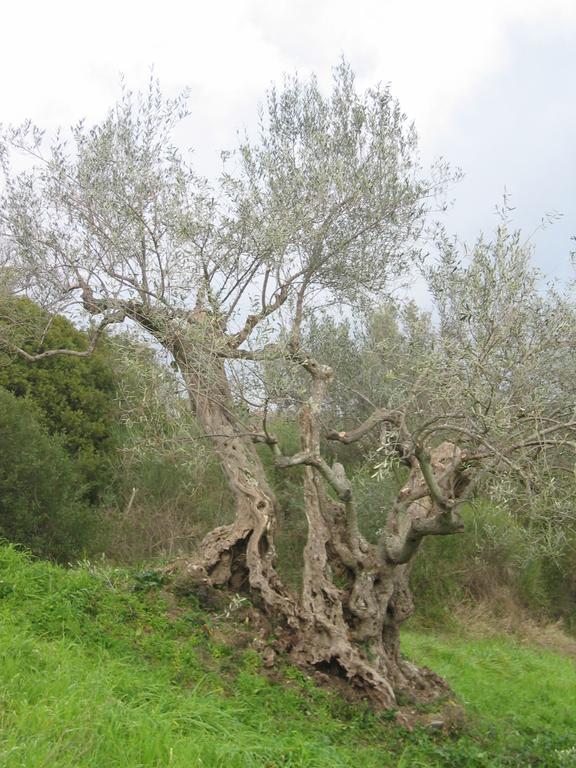Villa Casal Finocchito Ogliastro Cilento Exterior foto